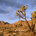 Late Afternoon at Joshua Tree National Park, California